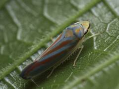 Graphocephala coccinea