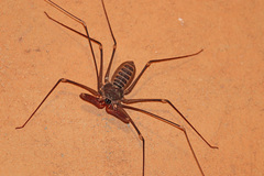 Acanthophrynus coronatus