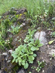 Micranthes californica