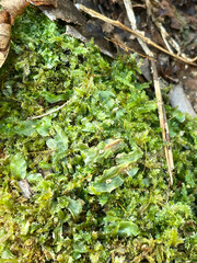 Pallavicinia lyellii