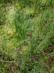 Carex rostrata