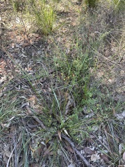 Hibbertia empetrifolia