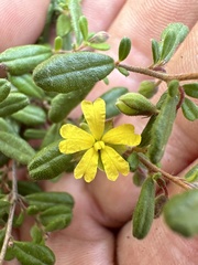 Hibbertia empetrifolia