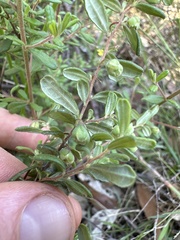 Hibbertia empetrifolia