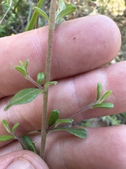 Hibbertia empetrifolia