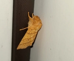 Pyreferra hesperidago