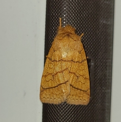 Pyreferra hesperidago