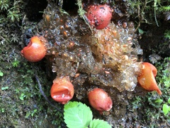 Calostoma cinnabarinum