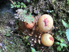 Calostoma cinnabarinum