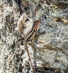 Sceloporus