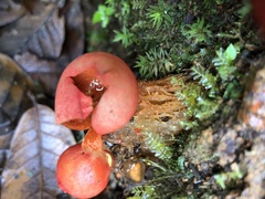 Calostoma cinnabarinum