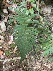 Polystichum mucronifolium