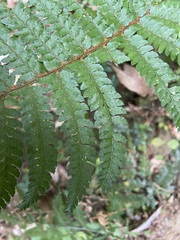 Polystichum mucronifolium