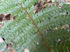 Polystichum mucronifolium