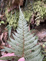 Polystichum mucronifolium
