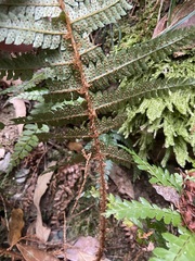 Polystichum mucronifolium