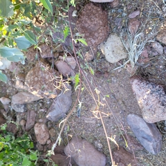 Lyrocarpa coulteri