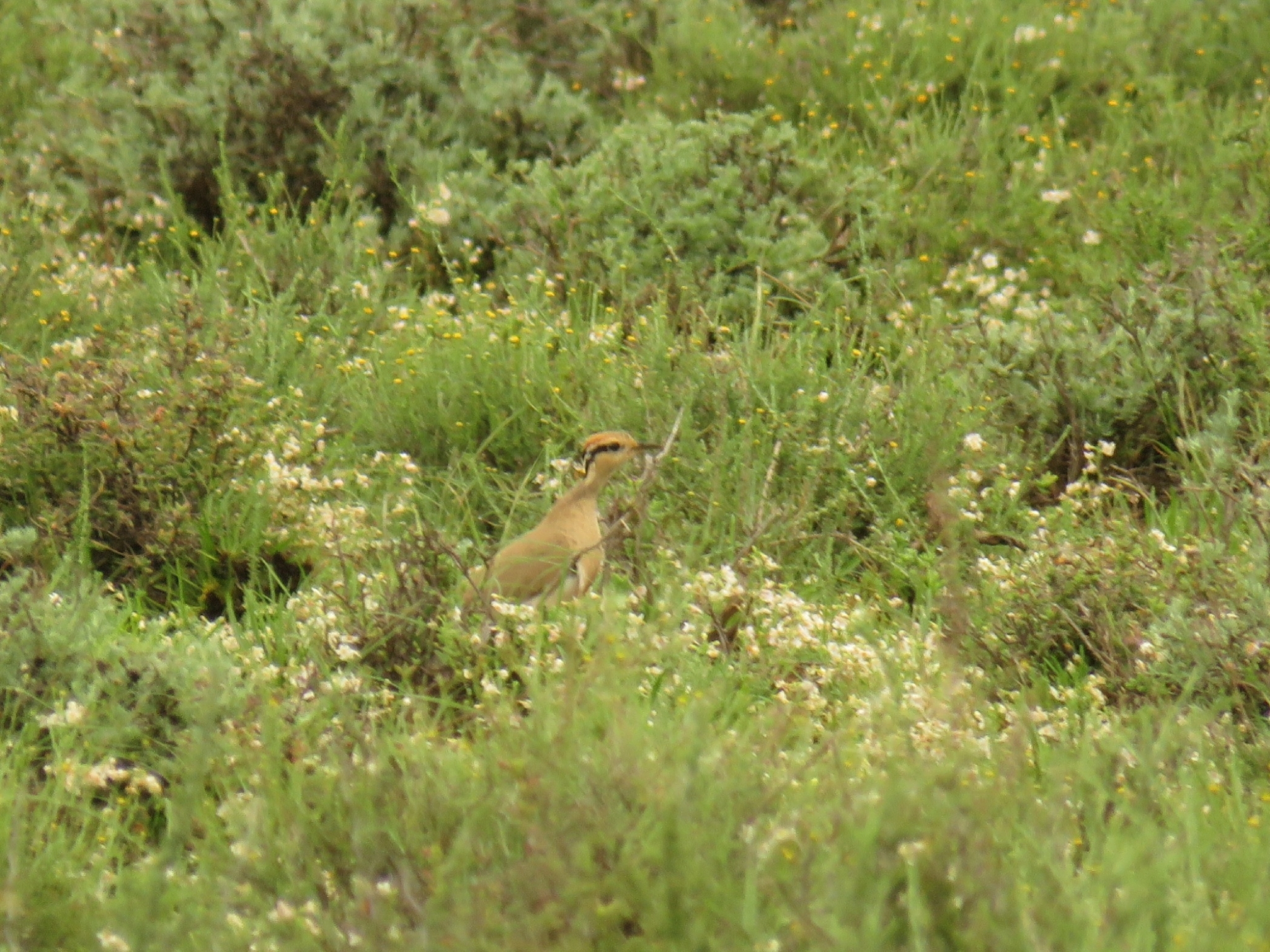 Temminck's Courser (Cursorius temminckii)