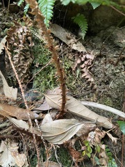 Polystichum mucronifolium