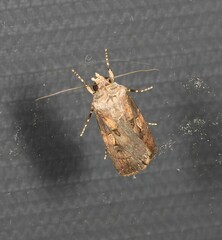 Agrotis interjectionis
