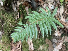 Polystichum mucronifolium