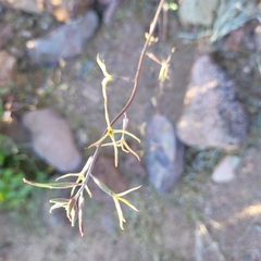 Lyrocarpa coulteri