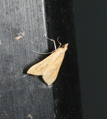 Antigastra catalaunalis