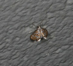 Anydraula pericompsa
