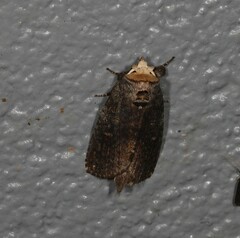 Archigargetta amydra