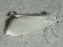 Tipanaea patulella