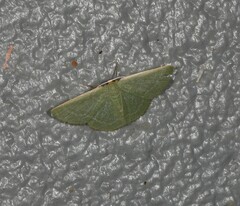 Chlorocoma tachypora