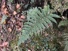 Polystichum parvipinnulum