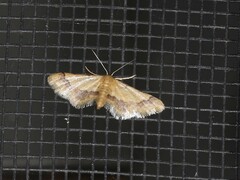 Idaea trypheropa