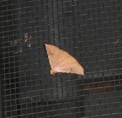 Eublemma latericolor