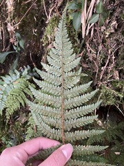 Polystichum parvipinnulum