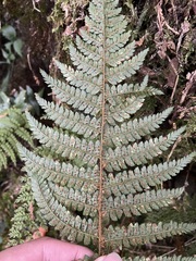 Polystichum parvipinnulum