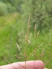 Agrostis canina