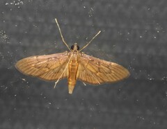 Hymenoptychis sordida