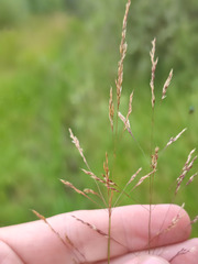 Agrostis canina