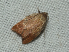 Tortricopsis pyroptis