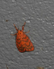 Miltochrista quadrilineata