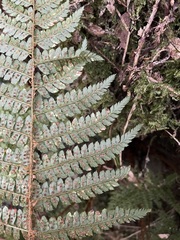 Polystichum parvipinnulum