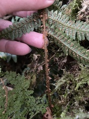 Polystichum parvipinnulum