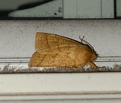 Pyreferra hesperidago