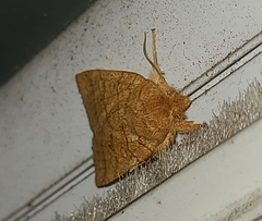 Pyreferra hesperidago