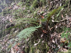 Polystichum mucronifolium