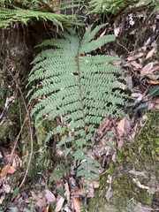 Polystichum mucronifolium