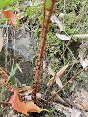 Polystichum mucronifolium