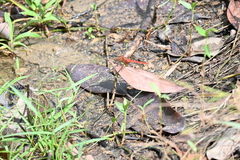 Crocothemis servilia