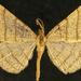 Taeniogramma quadrilinea - Photo (c) Jim Vargo at Moth Photographers Group, algunos derechos reservados (CC BY-NC-SA)